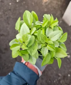 Peperomia Pixie | Peperomia Orba | 2in pot | 4in pot