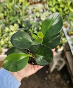 Peperomia clusiifolia Red Margin | Radiator Plant | Peperomia | 2in pot