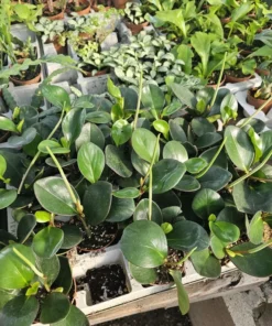 Peperomia clusiifolia Red Margin | Radiator Plant | Peperomia | 2in pot