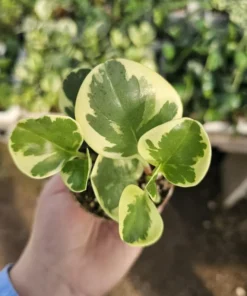 Peperomia obtusifolia | Peperomia Variegated | Radiator Plant | Peperomia | 2in pot
