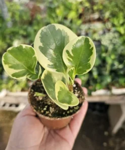 Peperomia obtusifolia | Peperomia Variegated | Radiator Plant | Peperomia | 2in pot