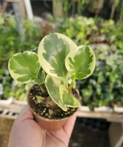Peperomia obtusifolia | Peperomia Variegated | Radiator Plant | Peperomia | 2in pot