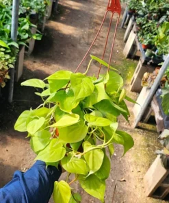 Philodendron Cordatum | 6in pot | Hederaceum | Lemon Lime | Neon cordatum | Lemon Lime foliage | vining house plant in 6in pot