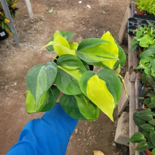 Philodendron Cordatum Brasil | Hederaceum | vining house plant | 4in pot