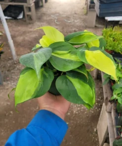 Philodendron Cordatum Brasil | Hederaceum | vining house plant | 4in pot