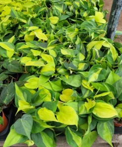 Philodendron Cordatum Brasil | Hederaceum | vining house plant | 4in pot
