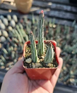 Pickle Plant | 2in | 4in