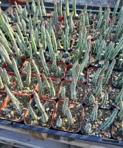 Pickle Plant | 2in | 4in