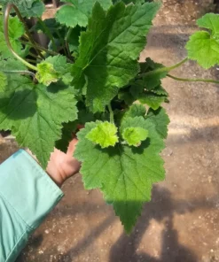 Piggyback Plant 4in potted plant