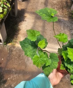 Piggyback Plant 4in potted plant