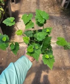 Piggyback Plant 4in potted plant