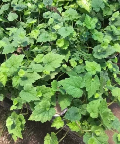 Piggyback Plant 4in potted plant