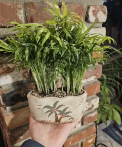 Plant Gift | Potted Plant | Beach Pot | Parlor Palm | Pot with drainage hole | Indoor Palms