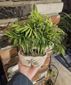 Plant Gift | Potted Plant | Beach Pot | Parlor Palm | Pot with drainage hole | Indoor Palms