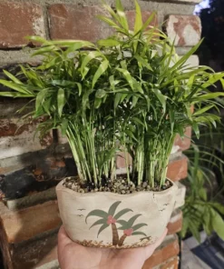 Plant Gift | Potted Plant | Beach Pot | Parlor Palm | Pot with drainage hole | Indoor Palms