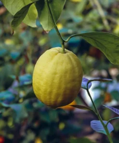 Ponderosa Lemon Tree 2-3ft Large Citrus Plant for Garden or Patio