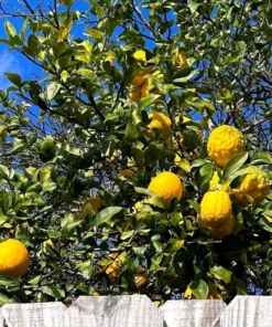 Ponderosa Lemon Tree 2-3ft Large Citrus Plant for Garden or Patio