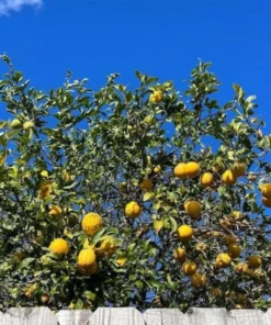 Ponderosa Lemon Tree 2-3ft Large Citrus Plant for Garden or Patio