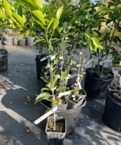Ponkan Mandarin Tree Grafted Citrus Plant 3 Feet Tall with Pot and Soil