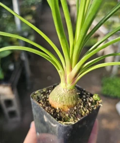 Pony Tail Palm | Beaucarnea multi | 2in tall pot | Beaucarnea Recurvata | Nolina