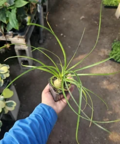 Pony Tail Palm | Beaucarnea multi | 2in tall pot | Beaucarnea Recurvata | Nolina