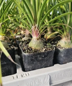 Pony Tail Palm | Beaucarnea multi | 2in tall pot | Beaucarnea Recurvata | Nolina