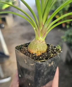 Pony Tail Palm | Beaucarnea multi | 2in tall pot | Beaucarnea Recurvata | Nolina