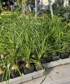 Pony Tail Palm | Beaucarnea multi | 2in tall pot | Beaucarnea Recurvata | Nolina