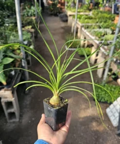 Pony Tail Palm | Beaucarnea multi | 2in tall pot | Beaucarnea Recurvata | Nolina