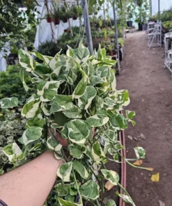 Pothos N'Joy | Epipremnum aureum | 6in pot | XL