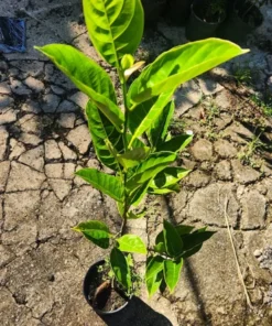 Premium Live Jackfruit Tree 1 FT - Tropical Fruit Plant for Gardens