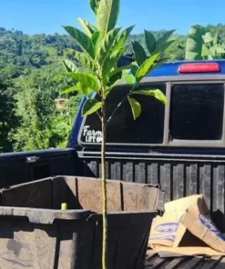 Premium Live Jackfruit Tree 1 FT - Tropical Fruit Plant for Gardens