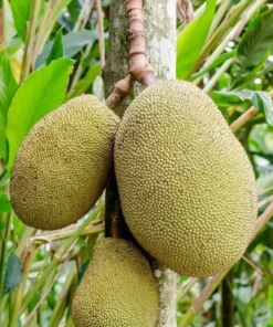Premium Live Jackfruit Tree 1 FT - Tropical Fruit Plant for Gardens