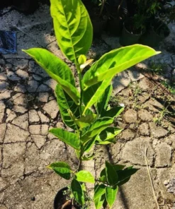 Premium Live Jackfruit Tree 1 FT - Tropical Fruit Plant for Gardens