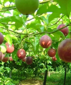 Purple Possum Passionfruit Plant - 4-10 Inch Live Edible Vine - Fast Growing