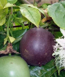 Purple Possum Passionfruit Plant - 4-10 Inch Live Edible Vine - Fast Growing