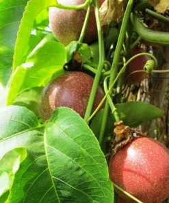 Purple Possum Passionfruit Plant - 4-10 Inch Live Edible Vine - Fast Growing