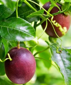 Purple Possum Passionfruit Plant - 4-10 Inch Live Edible Vine - Fast Growing