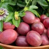 Purple Possum Passionfruit Plant - 4-10 Inch Live Edible Vine - Fast Growing