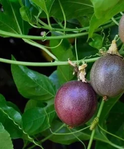 Purple Possum Passionfruit Plant - 4-10 Inch Live Edible Vine - Fast Growing