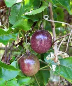 Purple Possum Passionfruit Plant - 4-10 Inch Live Edible Vine - Fast Growing