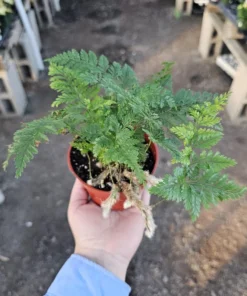 Rabbit's Foot Fern | Davallia fejeensis | 4in pot