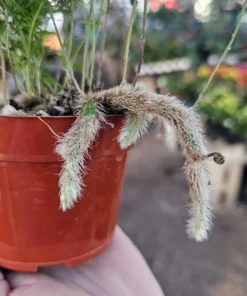 Rabbit's Foot Fern | Davallia fejeensis | 4in pot