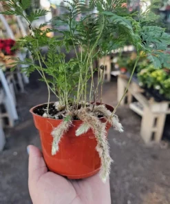 Rabbit's Foot Fern | Davallia fejeensis | 4in pot