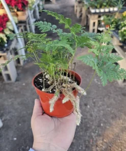 Rabbit's Foot Fern | Davallia fejeensis | 4in pot