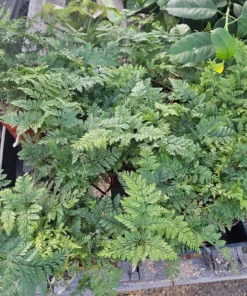 Rabbit's Foot Fern | Davallia fejeensis | 4in pot