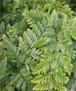 Rabbit's Foot Fern | Davallia fejeensis | 4in pot