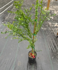 Red Finger Lime Tree Grafted Exotic Citrus Plant 2-3ft Tall with Pot