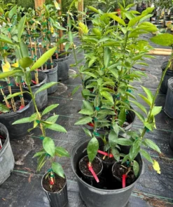 Red Lime Tree Grafted Citrus Plant 2-3 Feet Tall with Pot and Soil