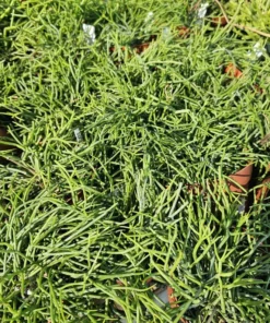 Rhipsalis Baccifera | 2in pot | 4in Pot | Rooted cuttings | Unrooted Cuttings | Rare Tropical Cactus